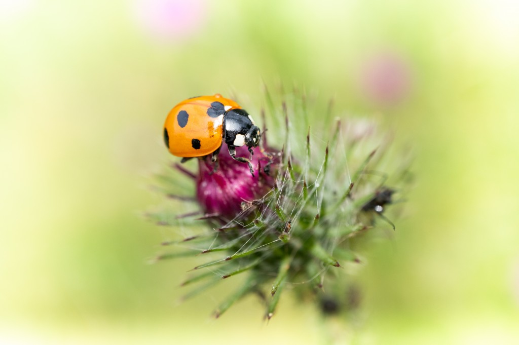 Maxine Banks Obituary Vernon Connecticut Hartford -