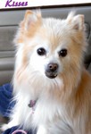 Lady Miss Kisses